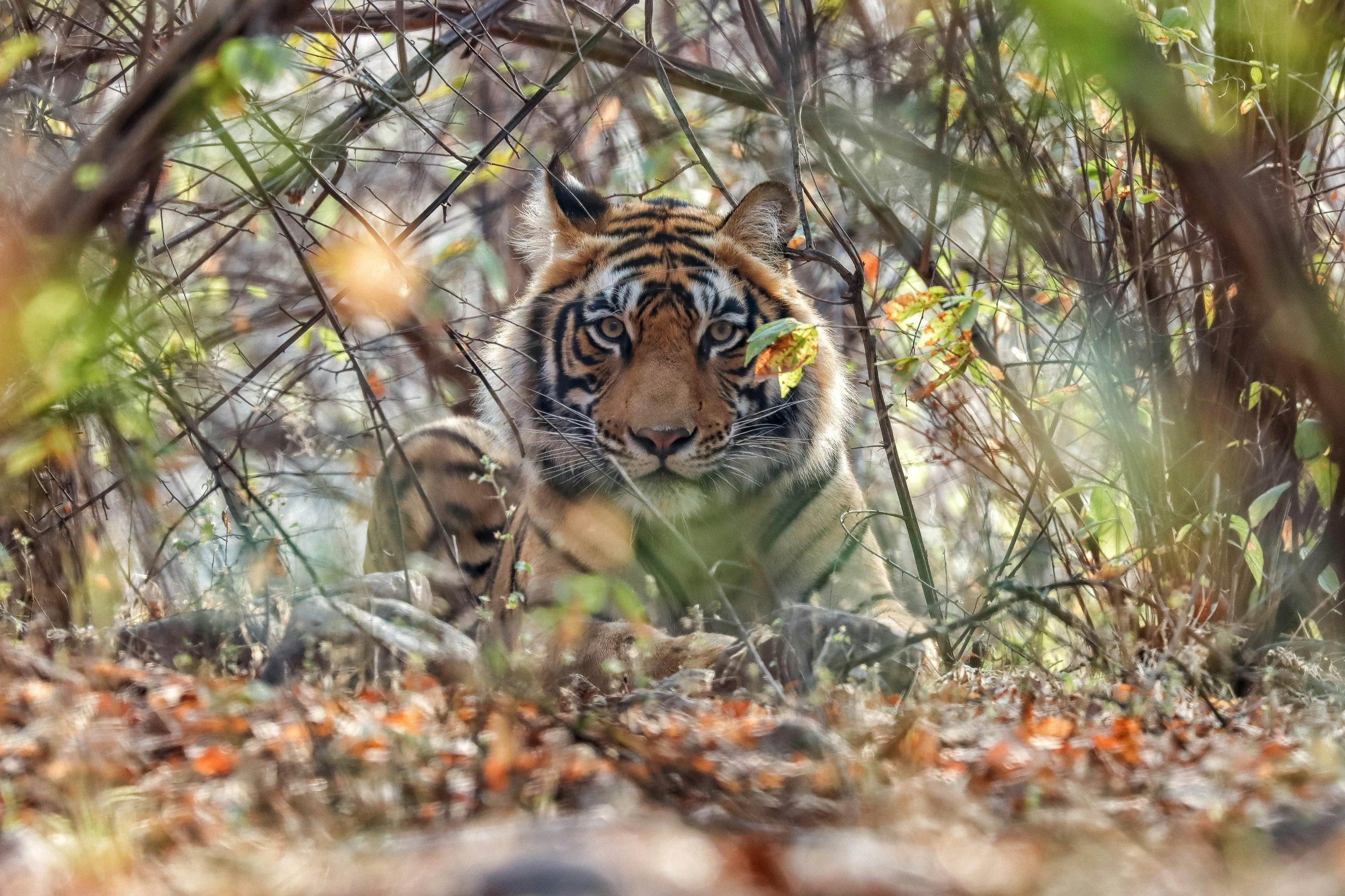 Ranthambhore