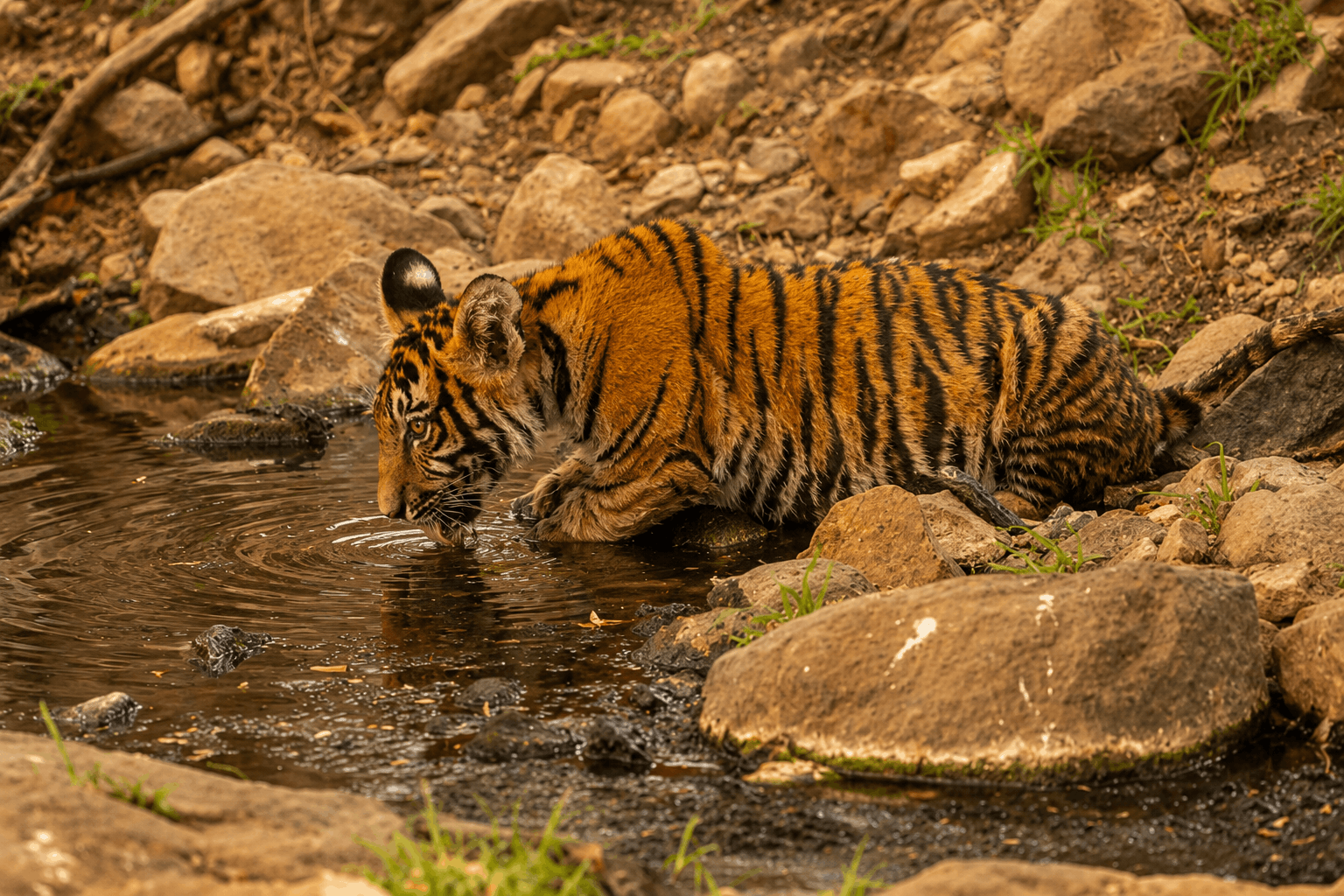 Ranthambore depuis Jaipur
